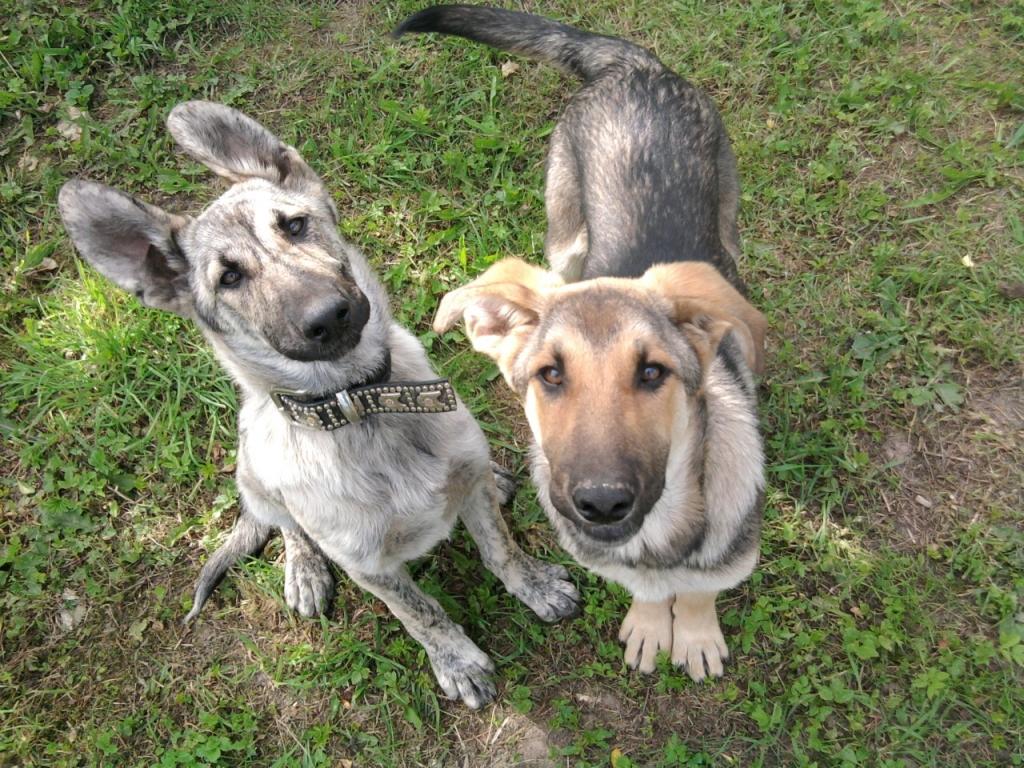 Iešana sabiedrībā, prasme uzvesties, esot kompānijā, ir vajadzīga ne tikai cilvēkiem, bet arī viņu mīluļiem - suņiem. To var iemācīties vienīgi praksē. Dzīvnieku aizsardzības biedrība aicina draudzēties. 
Autors: no “Dzirksteles” arhīva