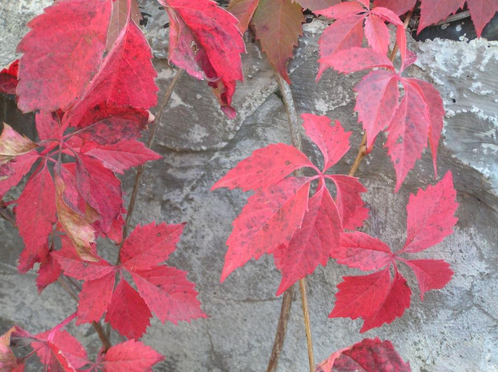 Autors: Tamāra Ulase