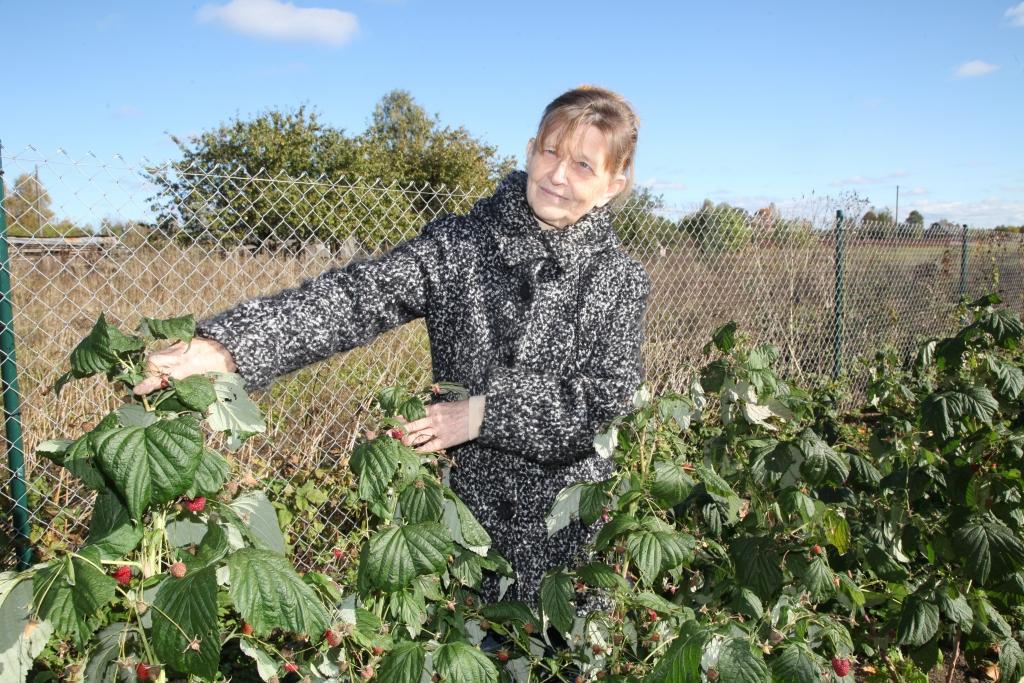 Gulbeniete Veneranda Gibala savā piemājas dārzā Dārza ielā pirmo gadu audzē rudens šķirņu avenes `Polana` un `Babje Ļeto`, kas tagad pārsteidz ar bagātīgu ogu ražu, kas tiek vākta gandrīz katru dienu. “Esmu gan svaigas ogas nobaudījusi, gan bērnus un mazbērnus ar tām apgādājusi, gan ievārījumu ziemai izvārījusi un svaigas avenes sasaldējusi. Raža ir tik laba, ka domāju stādījumu palielināt,” stāsta Veneranda. 
Autors: Evita Brokāne