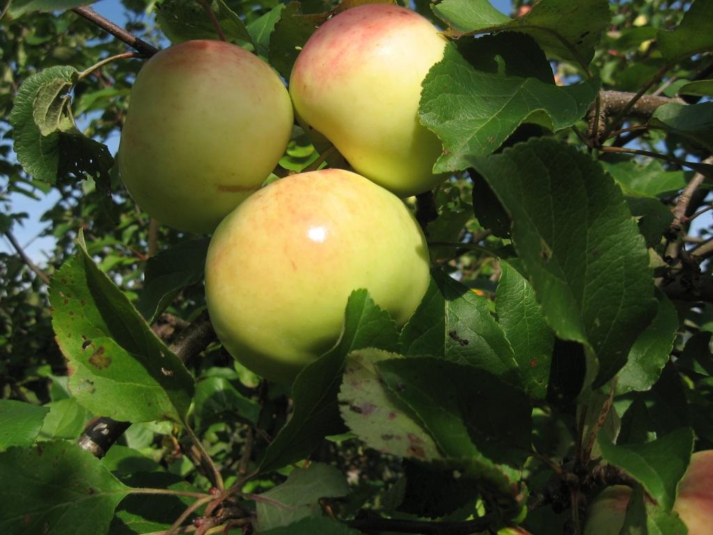 Rudens ābolu šķirnes ir izturīgas ne tikai pret kraupi, bet arī pret citām slimībām. 		
Autors: Imants Kārkliņš
