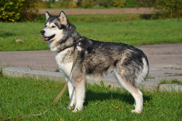 Skaista sterilizēta kucīte meklē jaunus saimniekus, tiks atdota vakcinēta un čipēta.
Autors: no dzīvnieku mājas 