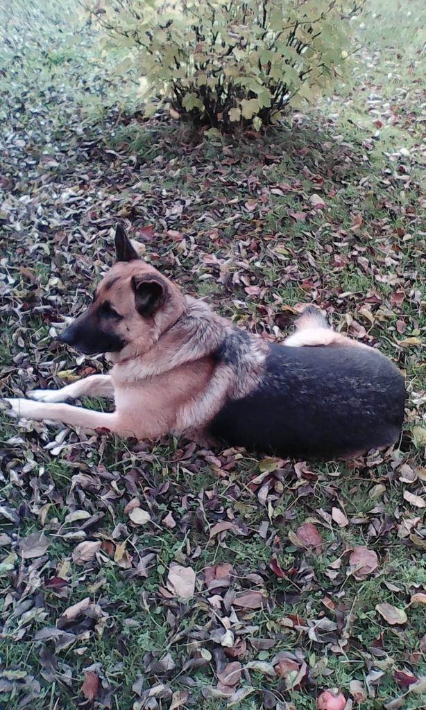 Autors: no biedrības “Ķepaiņu draugu klubs