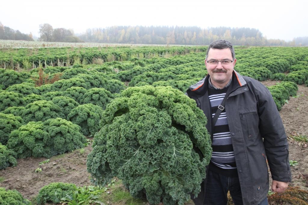 SIA “Dimdiņi” plašajos kāpostu tīrumos savu vietu, sākot ar šo gadu, pamazām iekaro arī lapu kāposti, kas pavasarī iestādīti pagaidām viena hektāra platībā. To audzēšanas tehnoloģija no galviņkāpostiem īpaši neatšķiras. SIA “Dimdiņi Agro” augkopības nozares vadītājs Ainārs Sebris stāsta, ka lapu kāposti no kuru kopējā daudzuma pagaidām ir novākta piektā daļa, sevi jau ir atpelnījuši, jo pircēji šī superdārzeņa vērtību jau ir paspējuši novērtēt.
Autors: Gatis Bogdanovs