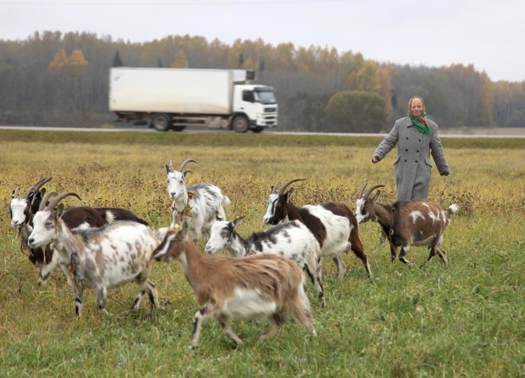 Stradu pagasta piemājas saimniecības “Dainas” saimniecei Vijai Šadurskai kazu ganāmpulks klausa uz vārda. Atliek tikai pateikt, ka jādodas uz mājām, tā visas seko galvenajai barvedei. 
Autors: Gatis Bogdanovs