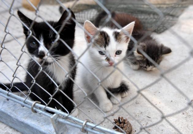 Autors: ilustratīvs