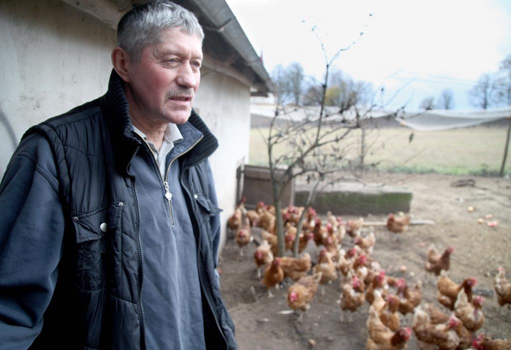 Tirzas pagasta SIA “Mauriņi GL” bioloģiskās saimniecības īpašnieks Gunārs Larionovs, kurš ilgus gadus nodarbojies tikai ar piena lopkopību, aprūpējot 30 slaucamas govis, šogad nolēmis pievērsies arī vistkopībai. Saimnieks joko, ka esot sācis jau laikus domāt par savām vecumdienām, jo, aizejot pensijā, vistas lielus pūliņus viņam neprasīšot. Šobrīd saimniecībā ir vairāk nekā simts vistu, bet jau tuvākajā nākotnē putnu skaits sasniegs jau vairāk nekā divus simtus. Par galveno problēmu arī vistkopībā G.Larionovs uzskata tirgus iekarošanu. 
Autors: Gatis Bogdanovs