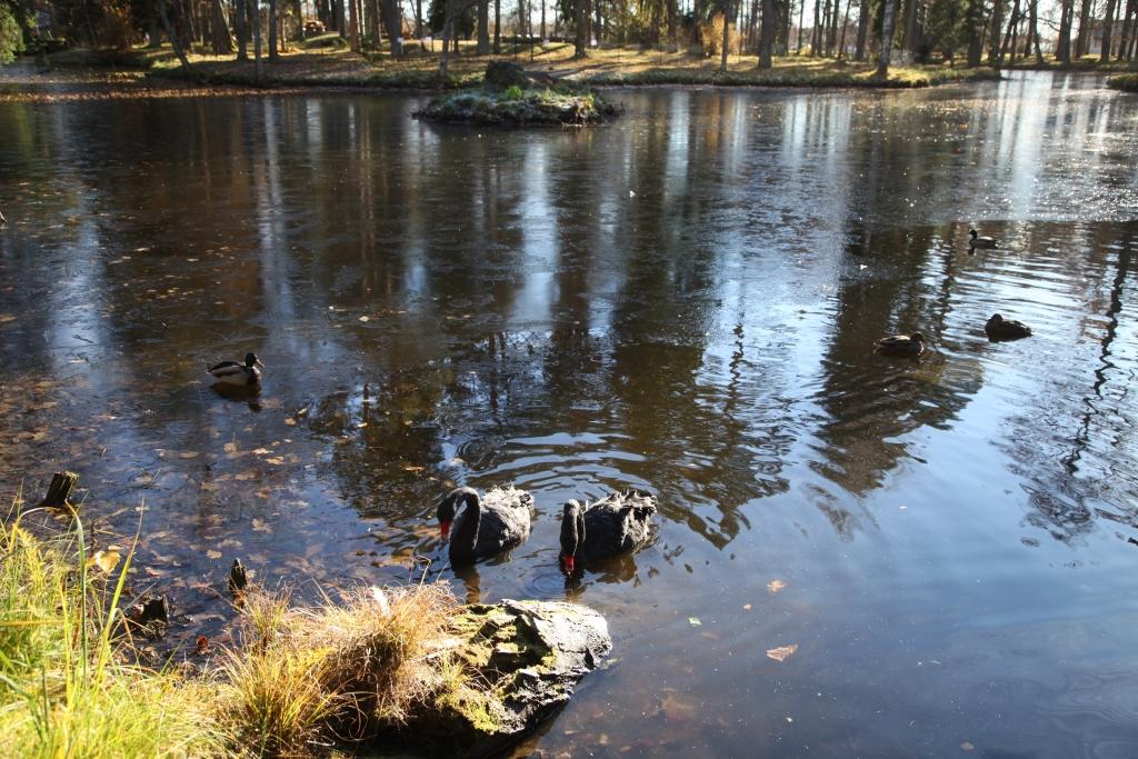 Pirmais plānais ledus nekaitē! Vakar satrauktie gulbenieši zvanīja uz redakciju un stāstīja: “Dīķis, kur peld melnie gulbji, ir pārklājies ar mazu ledus kārtiņu. Kas notiks?!” Novada domē “Dzirkstelei” skaidro, ka satraukumam nav pamata. Situācija tiek kontrolēta, turklāt nākamnedēļ atkal kļūšot siltāk. 
Autors: Gatis Bogdanovs