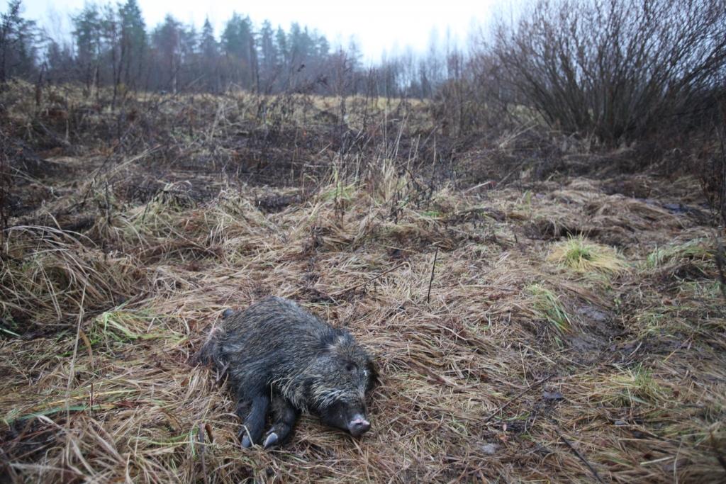 Tagad iznīcināt kritušos dzīvniekus ir pašvaldību pienākums. 	
Autors: Gatis Bogdanovs