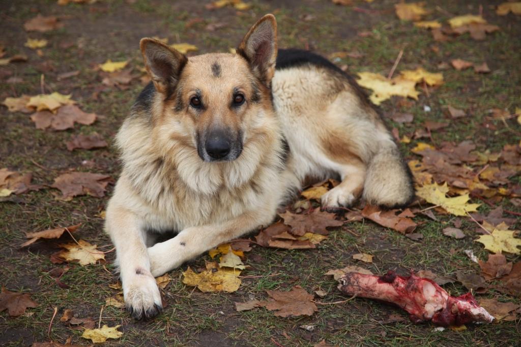 Kopš pirmās dienas Ringo iejuties jaunajās mājās un tiek lutināts ar dažādiem kārumiem.  	
Autors: Gatis Bogdanovs