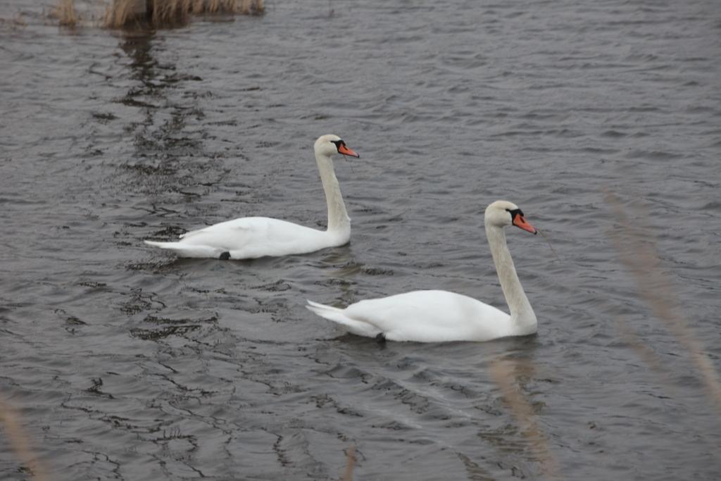 Autors: no Dzirksteles arhīva