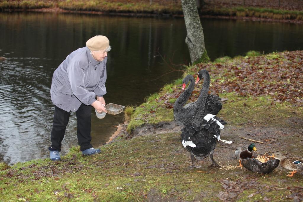 Pensionāre Inta Konrāde, kurai uzticēta melno gulbju barošana Spārītes parkā, to dara ar lielu atbildību. Tad, kad viņa, nesot rokās trauku ar barību, tuvojas iežogotajai teritorijai. Viņu pazīst ne tikai Heinrihs un Marisa, bet arī kuplā pīļu saime. 
Autors: Gatis Bogdanovs