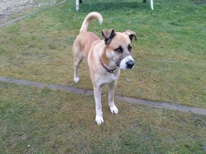 Jaungulbenē pieklīdis suns ar sarkanu kakla siksnu.
Autors: no dzīvnieku mājas Astes un Ūsas arhīva