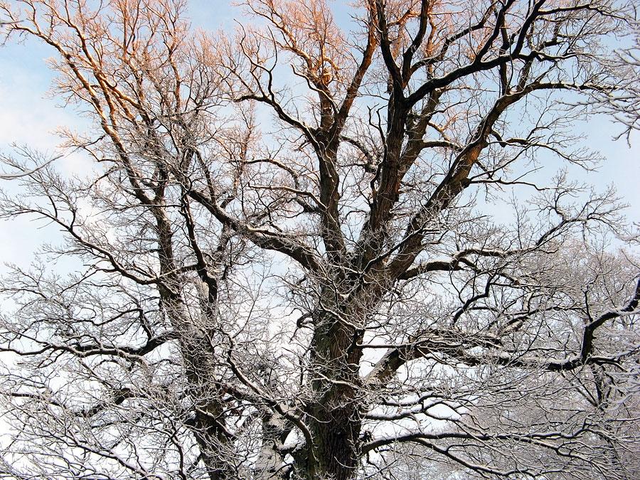 Dižozols.
Autors: www.dziedava.lv