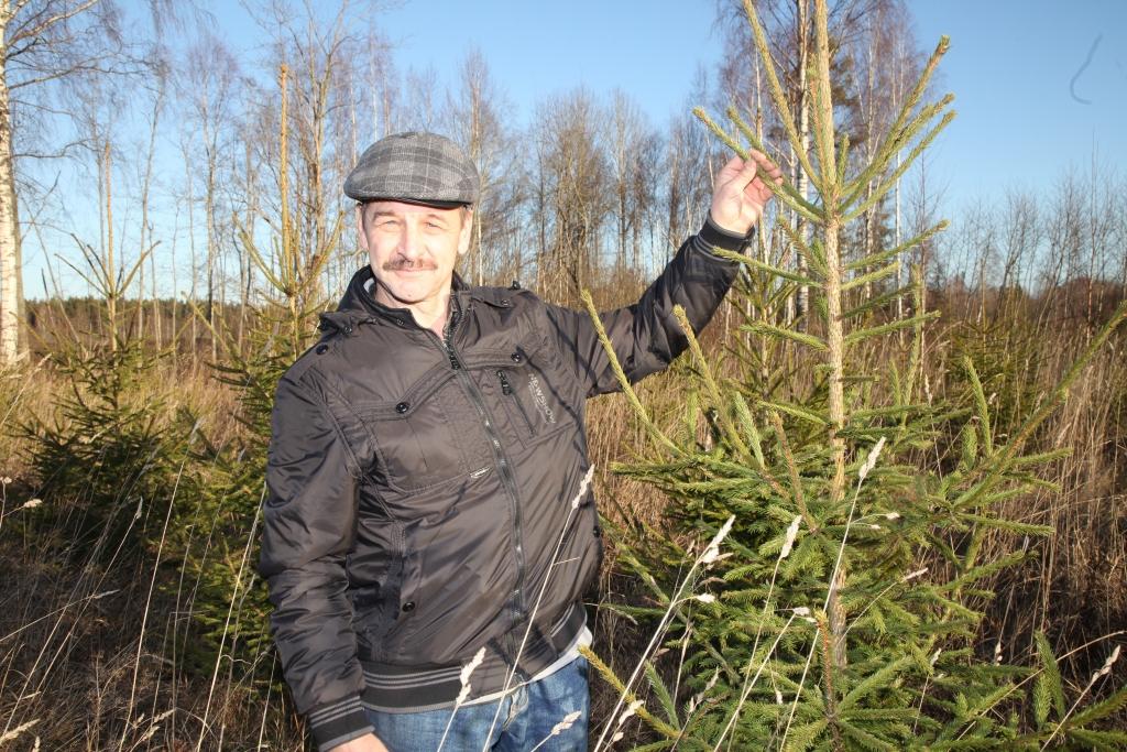 Lizumnietis Saša Aizupietis viņam piederošajā meža teritorijā cītīgi gādā par egļu un priežu jaunaudžu stādīšanu un kopšanu. Tam īpašnieks seko, lai svētku eglīšu tīkotāji pēc tām nedotos raudzīt uz jaunaudzi. “Tomēr gadās, ka atbraucu apskatīt jaunaudzi un tur atkal nocirsta kāda eglīte. Tieši tāpēc vienmēr cenšos iestādīt vairāk eglīšu, nekā ir paredzēts viena hektāra apmežošanai,” stāsta S.Aizupietis. 
Autors: Gatis Bogdanovs  