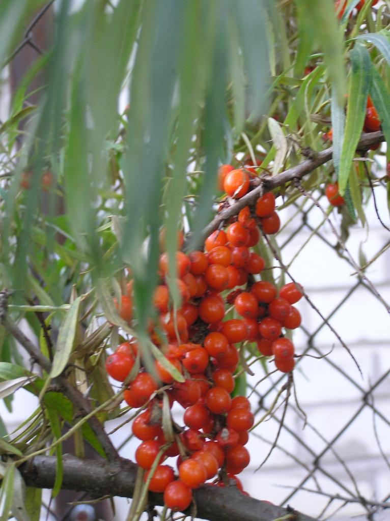 Autors: Tamāra Ulase