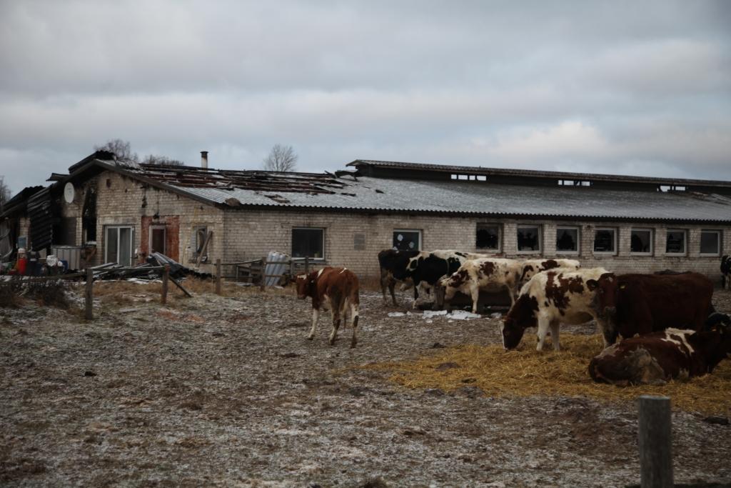 Visu nakti ugunsdzēsēji dzēsa ugunsgrēku zemnieku saimniecības “Jaundreiņi” fermā. Liesmas izdevās veiksmīgi nodzēst, kā arī izglābt visus lopus. 	
Autors: Gatis Bogdanovs
