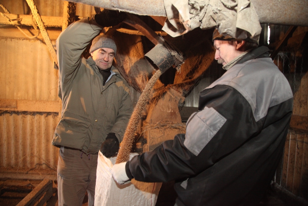 Litenietis Andris Maks ( no kreisās) kaltēs strādā kopš 1979.gada. Viņš atceras, ka sākumā te pieņemti, kaltēti un uzglabāti graudi, bet vēlāk iegādātas arī dzirnavas graudu malšanai. Iespēju samalt graudus, izmanto arī zemnieks Jānis Zirdziņš. Kopā ar Andri strādā arī Kristaps Melgailis, kurš fotografēšanās dienā bija atvaļinājumā.  
Autors: Gatis Bogdanovs 