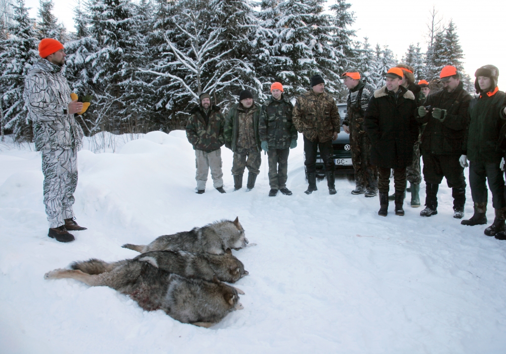Kad ir ielenkti vilki, talkā nāk visu apkārtējo medību kolektīvu biedri. 
Autors: no “Dzirksteles” arhīva 