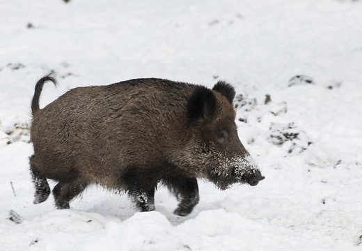 Autors: ilustratīvs