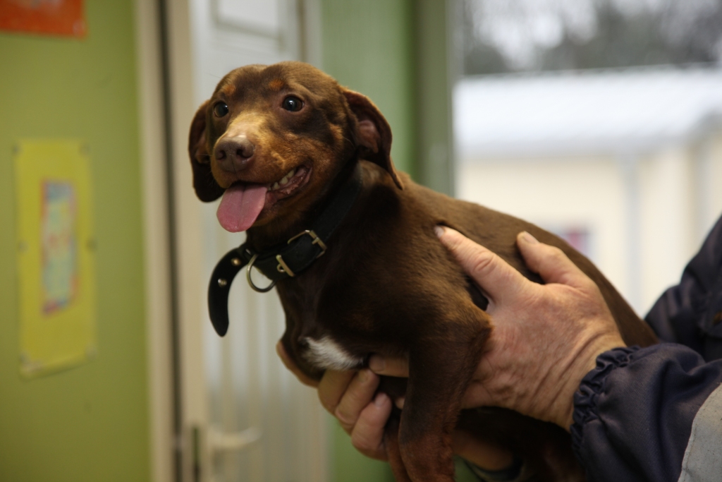 Autors: Gatis Bogdanovs