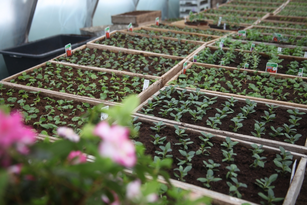 Autors: no “Dzirksteles” arhīva