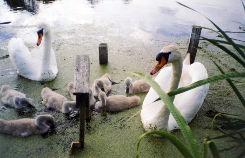 Gulbji Gulbenes Dzirnavu dambī apmetas uz dzīvi katru gadu. 	
Autors: Ruta Aleksandrova