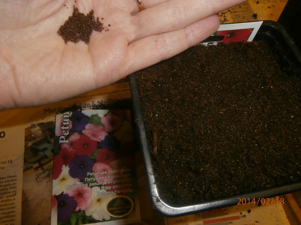 Autors: www.sieviesuklubs.lv