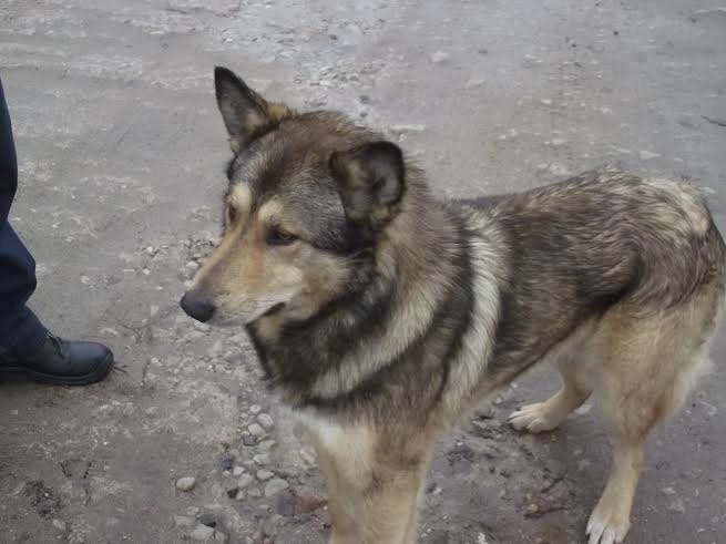 Galgauskas centrā pieklīdis suns, kurš tur uzturas jau divas dienas. 
Autors: no personiskā arhīva