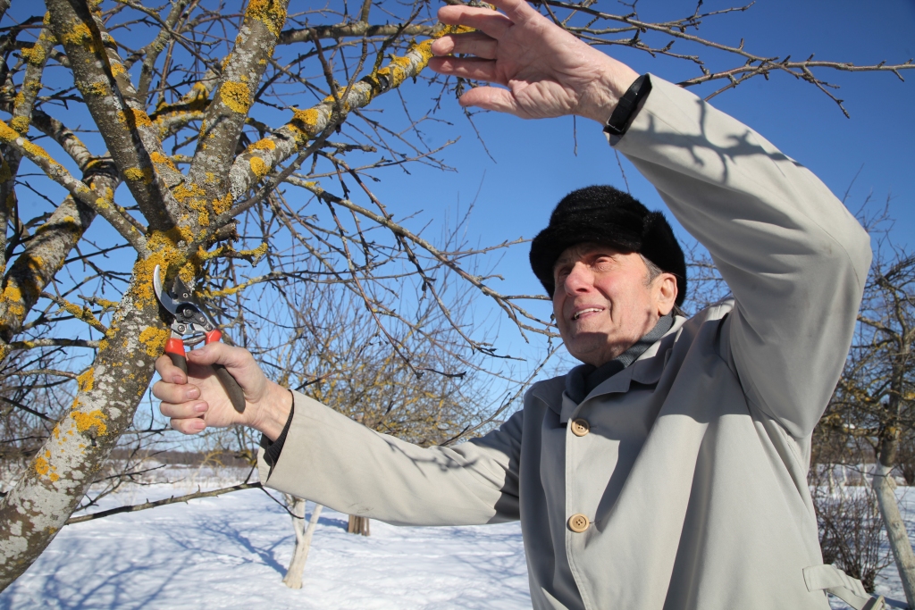 “Ābelēm sausos un liekos zarus var izgriezt ne tikai rudenī, bet arī ziemā. Lai āboli būtu lieli, tiem katram ir vajadzīga saule, bet pārāk biezs zaru vainags šo sauli tikai aizēno,” uzskata “Jaunstāmeru” māju saimnieks Dzintars Galejs, kurš ne tikai izgriezis sausos un liekos zarus, bet paspējis ābeles arī nokaļķot. 	
Autors: Gatis Bogdanovs