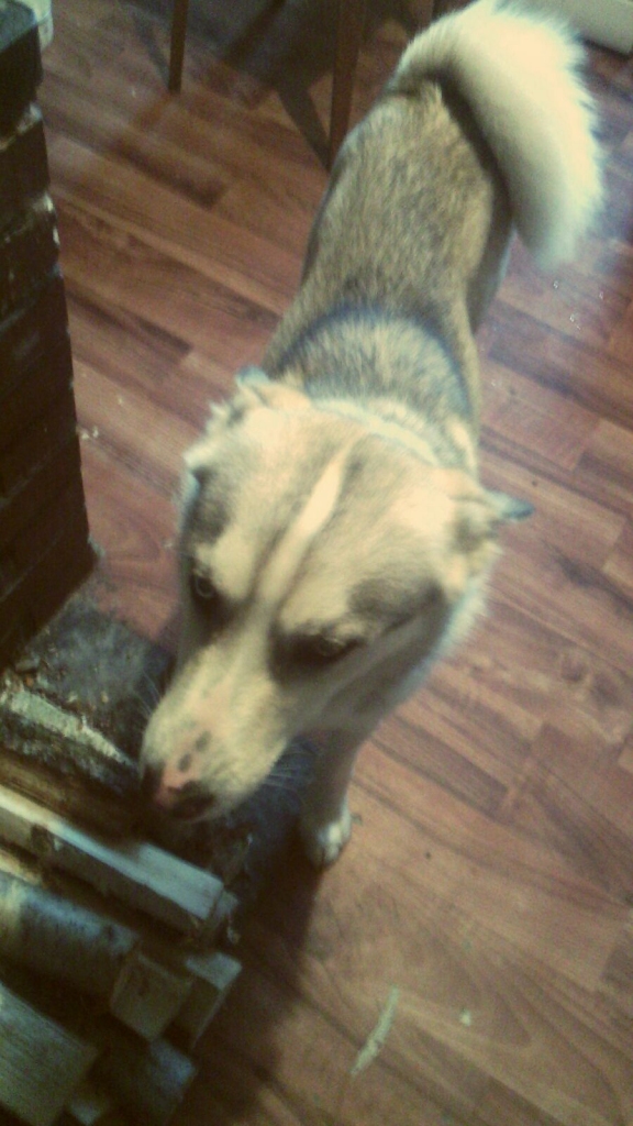 Galgauskā klaiņo suns, ļoti skumst pēc saimnieka, no piedāvātā ēdiena atsakās. Dzīvnieks ir līdzīgs haskija šķirnes sunim. Ir kaklasiksna. Viena acs - brūna, otra – zila. Interesenti lūgti zvanīt Gulbenes dzīvnieku aizsardzības biedrības “Ķepaiņu draugu klubs” vadītājai Irai Žeigurei pa tālruni 29463076!