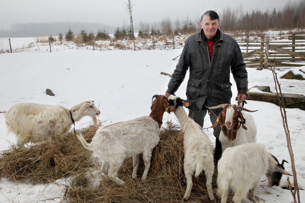 Stradu pagasta iedzīvotājs Augusts Kalniņš, kurš savulaik aprūpējis simts kazu ganāmpulku, pavisam nesen izlēmis, ka audzēs Būru gaļas šķirnes kazas, jo tās raksturo dzīvnieku ātraudzība. Pagaidām šīs šķirnes pārstāvju ganāmpulkā nav daudz, bet saimnieks ir apņēmības pilns izkopt ganāmpulku, kurā būtu baltas kazas ar skaistu brūnu kaklu un galvu. 	
Autors: Gatis Bogdanovs