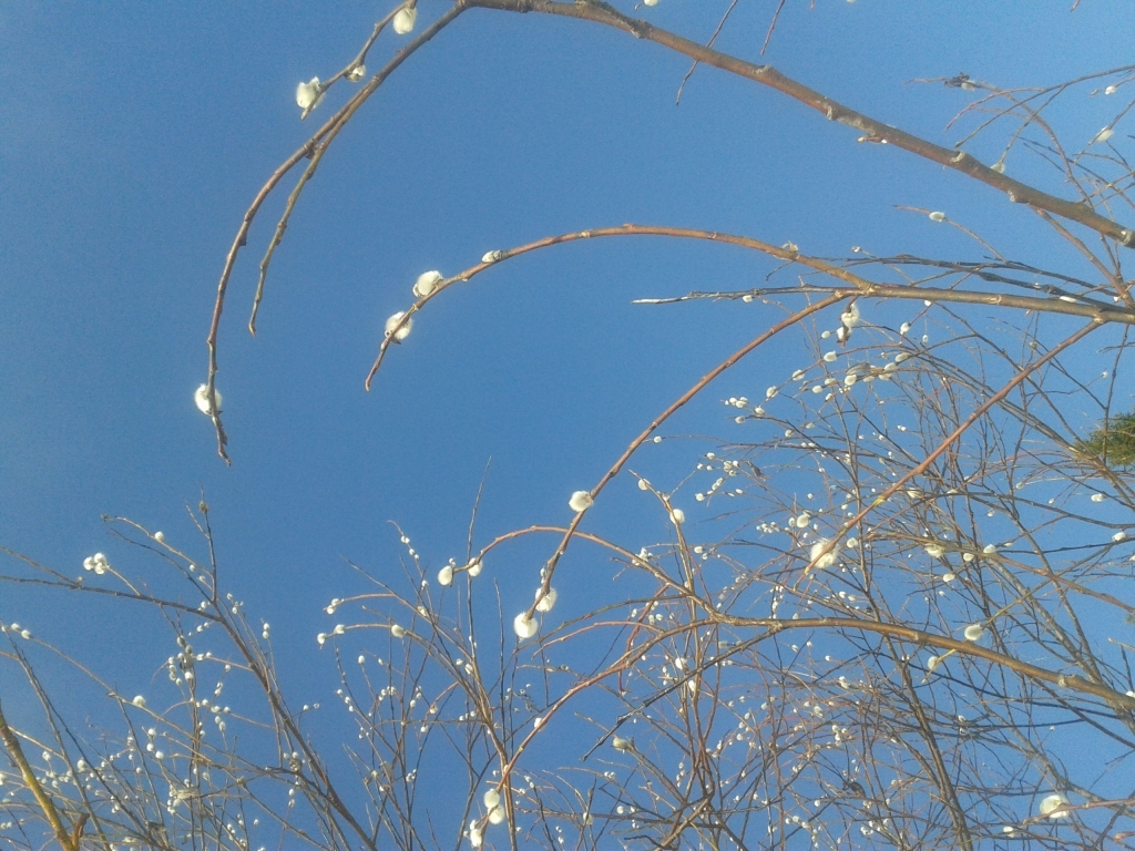 Autors: Ginta Alberte