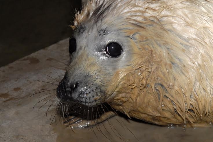 Autors: no Rīgas zooloģiskā dārza arhīva