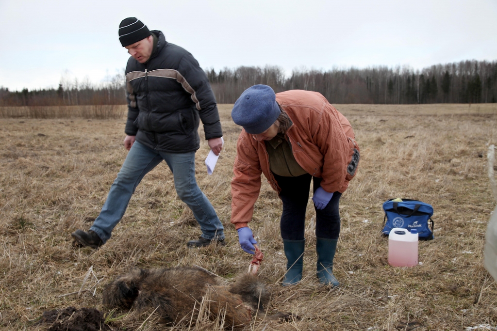 Par atrastām beigtām meža cūkām ir jāziņo Pārtikas un veterinārajam dienestam! Sestdien par šādu atradumu dienests saņēma informāciju no iedzīvotājiem Stradu pagastā. Notikuma vietā ieradās un nepieciešamos pasākums veica veterinārārste Anda Pabērza un Stradu pagasta pārvaldes  komunālās saimniecības speciālists Guntars Strazdiņš. 	
Autors:  Gatis Bogdanovs