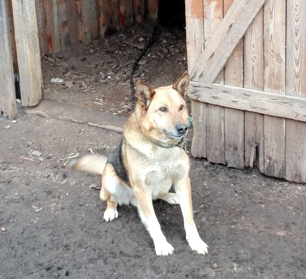 Suņu puika Rodžers ir apmēram 4 gadus vecs un ļoti grib mājas, kuras varētu sargāt. Interesēties Gulbenes dzīvnieku aizsardzības biedrībā “Ķepaiņu draugu klubs” pie vadītājas Iras Žeigures pa tālruni 29463076.