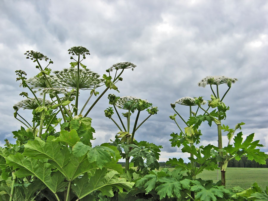 Autors: ilustratīvs
