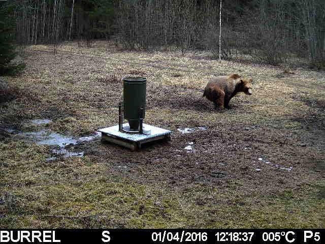 Iepriekš lāča pēdas šajā pusē neesot manītas, tādēļ, visticamāk, lācis šeit ir ieklejojis. To iemūžinājusi videokamera pie zvēru barotavas.