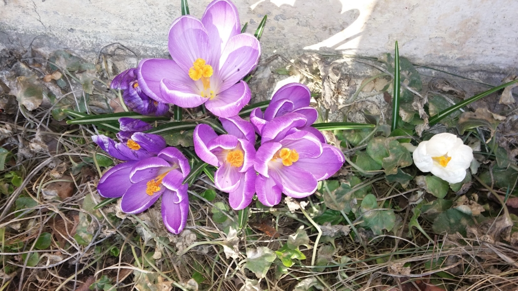 Autors: Tamāra Ulase