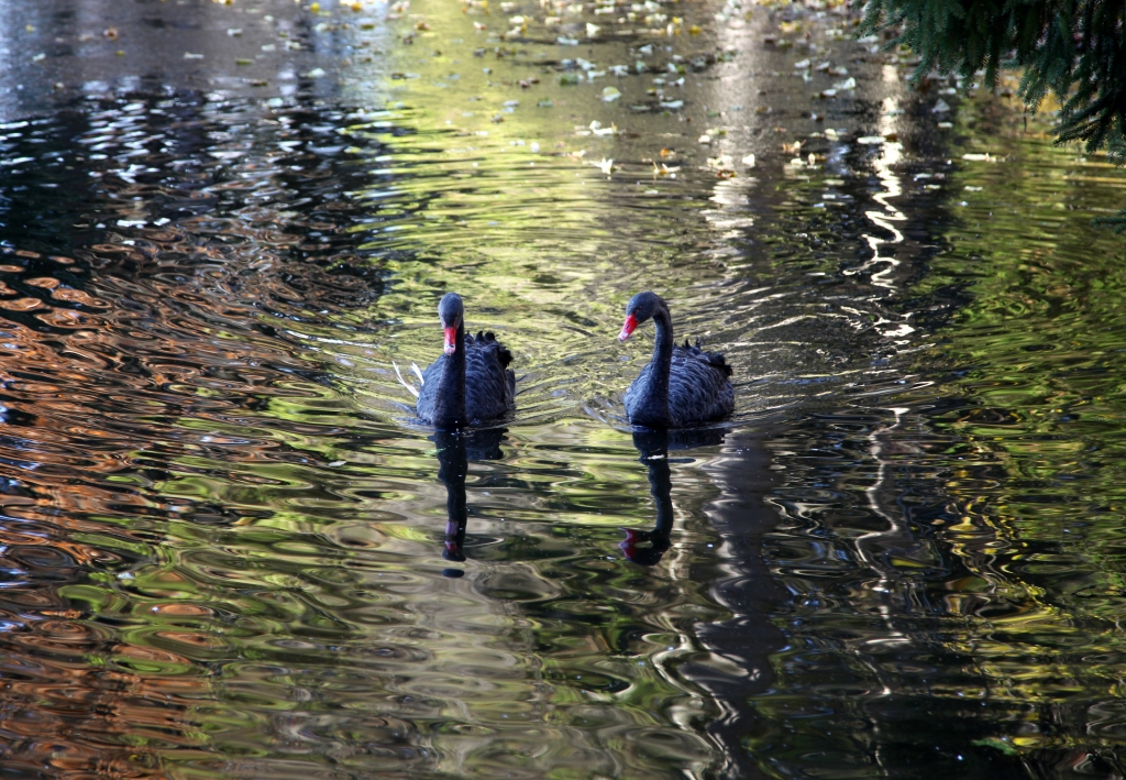 Īss mūžs bijis Gulbenē, Spārītes parkā,  pagājušajā vasarā mājvietu radušajai melnajai gulbju meitenei Marisai. Bojāejas iemesls - barošana ar maizi. Gulbis Heinrihs šobrīd ir viens, taču viņam tiek meklēta jauna draudzene. 	
Autors: no “Dzirksteles” arhīva 
