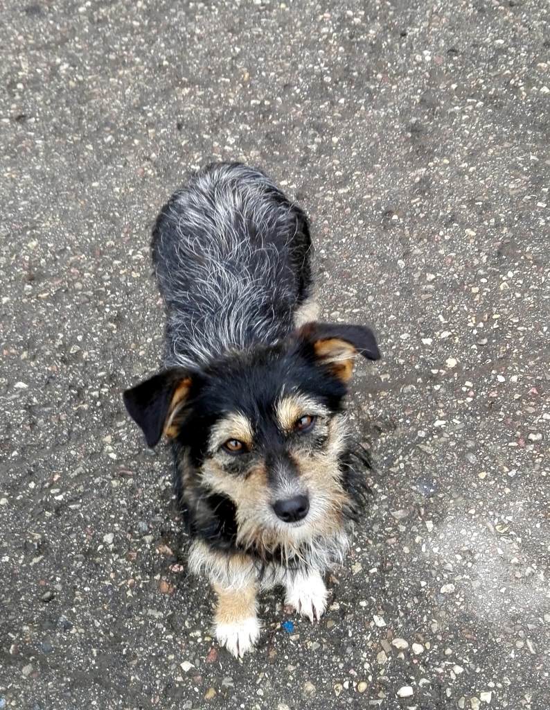 ◆ Ļoti mīlīga un paklausīga maza auguma kucīte jau ilgāku laiku ir pieklīdusi piepilsētā – tā saucamajā ceļudaļas rajonā. Varbūt kāds zina, kam pieder šis nelielā auguma apmēram gadu vecais suns? Varbūt kāds vēlas kļūt par šā dzīvnieka saimnieku un dot viņam mājas? Zvaniet Gulbenes dzīvnieku aizsardzības biedrības “Ķepaiņu draugu klubs” vadītājai Irai Žeigurei pa tālruni 29463076!