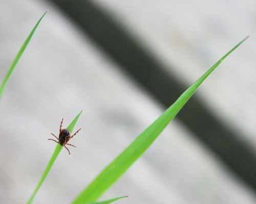 Autors: www.flickr.com/photos/courtneycelley/