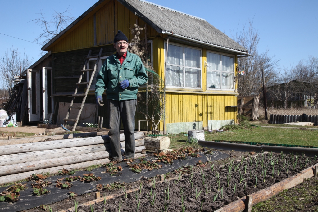 Spārītes kooperatīva dārzos jau ir sācies sējas laiks. Jāņa Zviedra mazdārziņā jau ir iesēti zirņi. 
Autors: Gatis Bogdanovs