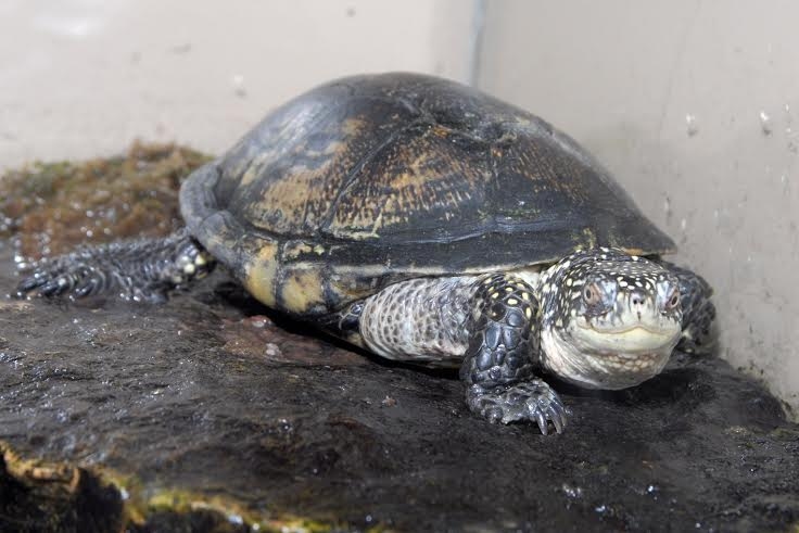 Purva bruņurupucis.
Autors: no Zooloģiskā dārza arhīva