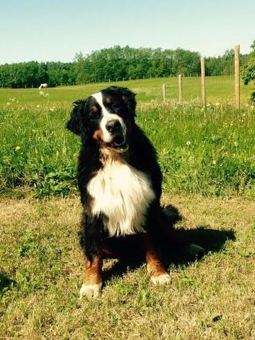 18. aprīlī Madonas rajonā, Gaiziņkalna apkaimē pazudis Bernes ganu suns. 
Autors: no personiskā arhīva