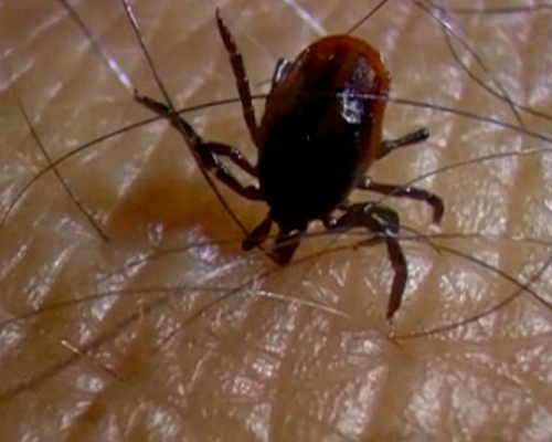 Autors: https://www.flickr.com/photos/courtneycelley/