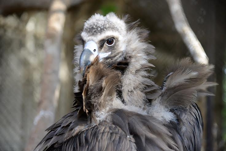Melnais grifs.
Autors: no Rīgas zooloģiskā dārza arhīva