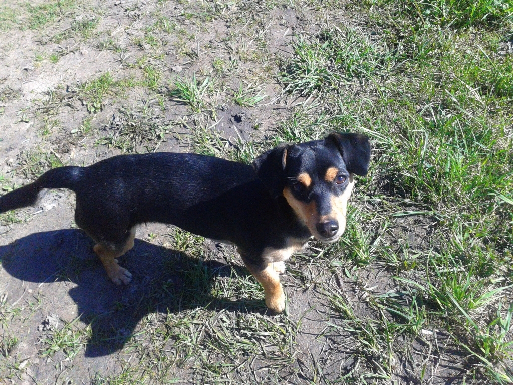 Gulbenes dzīvnieku aizsardzības biedrība “Ķepaiņu draugu klubs” aicina pieteikties cilvēku, kurš gribētu kļūt par šā sunīša saimnieku.
Autors: no personiskā arhīva