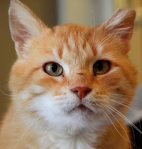 Autors: no Ulubele arhīva