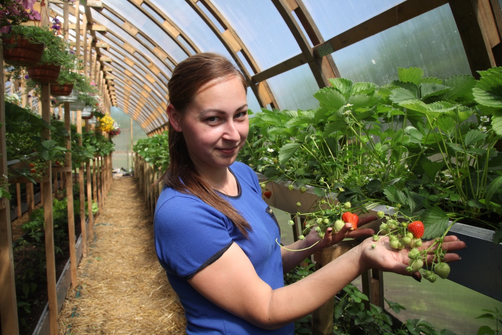 Daukstu pagasta zemnieku saimniecības “Vāveres” īpašniece Kristīne Gangnusa ir piemērs tam, cik veiksmīgi ir iespējams jaunam cilvēkam apvienot saimniekošanu laukos, apjomīgā siltumnīcā audzējot zemenes, tomātus, papriku un puķes, studēt augstskolā “Turība” un audzināt dēlu.  	
Autors: Gatis Bogdanovs   