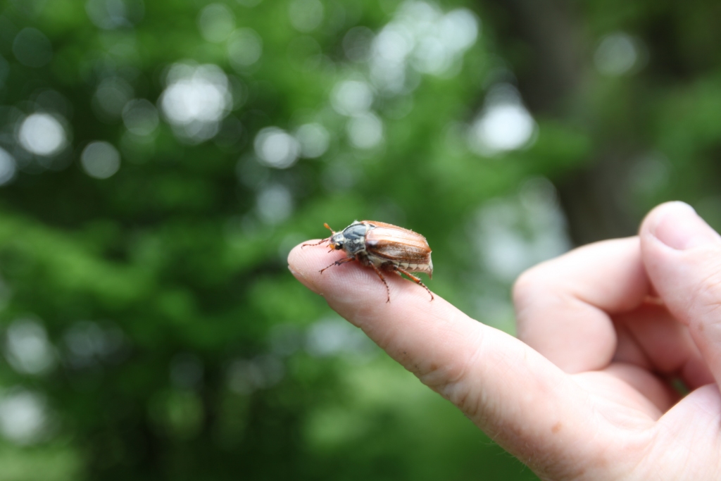 Maijā vaboles lido lielos baros ar ātrumu 3 metri sekundē un dūc kā bumbvedēji. 	
Autors: Gatis Bogdanovs